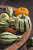 Ornamental Pumpkins and Gourds