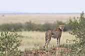 Gepard, Masai Mara-Nationalreservat, Kenia