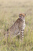 Porträt eines Geparden, Masai Mara-Nationalreservat, Kenia
