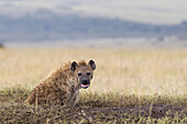 Spotted Hyena at Den, Masai Mara National Reserve, Kenya