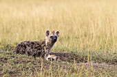 Spotted Hyenas at Den, Masai Mara National Reserve, Kenya