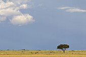Acacia Tree, Masai Mara National Reserve, Kenya