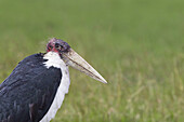 Marabu-Storch, Masai Mara Nationalreservat, Kenia