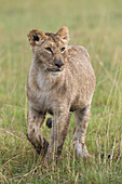 Weiblicher Löwe, Masai Mara Nationalreservat, Kenia