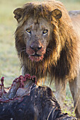 Male Lion with Kill, Masai Mara National Reserve, Kenya