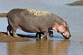 Hippopotamus with Calf, Masai Mara National Reserve, Kenya