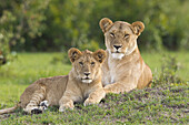 Lion Mother with Young, Masai Mara National Reserve, Kenya