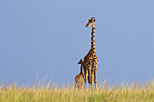 Masai Giraffe with Calf, Masai Mara National Reserve, Kenya