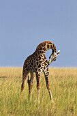 Masai-Giraffe, Masai Mara-Nationalreservat, Kenia