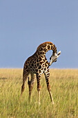 Masai Giraffe, Masai Mara National Reserve, Kenya