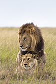 Sich paarende Löwen, Masai Mara Nationalreservat, Kenia