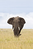 African Bush Elephant, Masai Mara National Reserve, Kenya