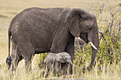 Afrikanischer Busch-Elefant mit Kalb, Masai Mara National Reserve, Kenia