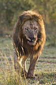 Männlicher Löwe, Masai Mara Nationalreservat, Kenia