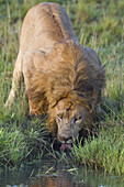 Männlicher Löwe beim Trinken, Masai Mara Nationalreservat, Kenia