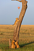 Löwenjunge klettert auf Baum, Masai Mara Nationalreservat, Kenia