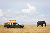 Safari-Fahrzeug und Afrikanischer Busch-Elefant, Masai Mara National Reserve, Kenia