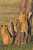 Löwenjunge am Baumstamm, Masai Mara Nationalreservat, Kenia