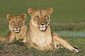 Löwenmutter mit jungem Männchen, Masai Mara Nationalreservat, Kenia