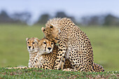 Gepard mit Jungtier, Masai Mara Nationalreservat, Kenia