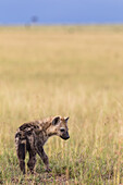 Junge Tüpfelhyäne, Masai Mara Nationalreservat, Kenia