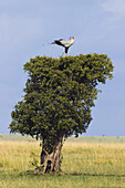 Sekretärin nistet in der Baumkrone, Masai Mara Nationalreservat, Kenia