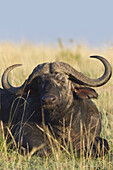 Kaffernbüffel, Masai Mara Nationalreservat, Kenia