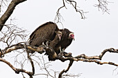 Hooded Vultures on Tree Branch, Masai Mara National Reserve, Kenya