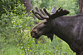 Elchbulle im Wildschutzgebiet, Hessen, Deutschland