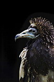 Portrait of Egyptian Vulture