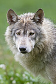 Porträt eines Timberwolfs, Bayern, Deutschland