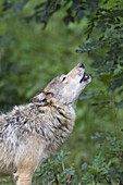 Timberwolf heult, Bayern, Deutschland