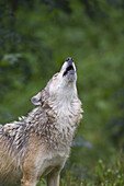 Timber Wolf Howling, Bavaria, Germany