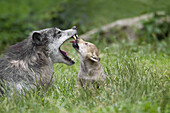 Timber Wolves in Game Reserve, Bavaria, Germany