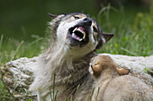 Timberwolf knurrt Jungtier an, Bayern, Deutschland