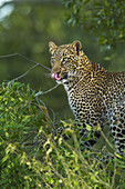 Porträt eines Leoparden (Panthera pardus) in einem Baum, Maasai Mara National Reserve, Kenia