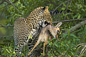 Leopard (Panthera pardus) mit Dik-dik (Madoqua) Beute im Baum, Maasai Mara National Reserve, Kenia