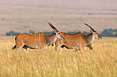 Common Elands (Taurotragus oryx) in Savannah, Maasai Mara National Reserve, Kenya