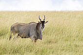 Elenantilope (Taurotragus oryx) in der Savanne, Maasai Mara Nationalreservat, Kenia