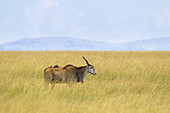 Elenantilope (Taurotragus oryx) in der Savanne, Maasai Mara Nationalreservat, Kenia
