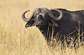 Afrikanischer Büffel (Syncerus caffer) in der Savanne, Maasai Mara National Reserve, Kenia, Afrika.