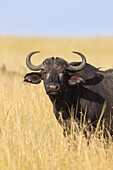Afrikanischer Büffel (Syncerus caffer) in der Savanne, Maasai Mara National Reserve, Kenia, Afrika.
