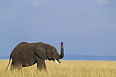 African Bush Elephant (Loxodonta africana) Calf with Raised Trunk sniffing the air, Maasai Mara National Reserve, Kenya, Africa