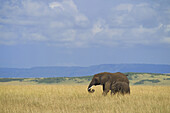 Afrikanischer Buschelefant (Loxodonta africana) Mutter mit Kalb, Maasai Mara Nationalreservat, Kenia, Afrika