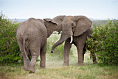 African Bush Elephant (Loxodonta africana) Bulls Fighting, Maasai Mara National Reserve, Kenya, Africa
