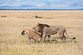 African lions (Panthera leo) mating, Maasai Mara National Reserve, Kenya