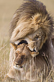 Afrikanische Löwen (Panthera leo) bei der Paarung, Maasai Mara National Reserve, Kenia