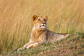 Junger männlicher Löwe (Panthera leo), Maasai Mara National Reserve, Kenia