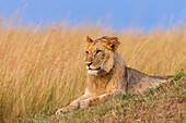 Männlicher junger Löwe (Panthera leo), Maasai Mara National Reserve, Kenia
