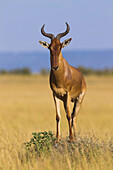 Coke's Hartebeest (Alcelaphus buselaphus cokii), Maasai Mara National Reserve, Kenya, Africa